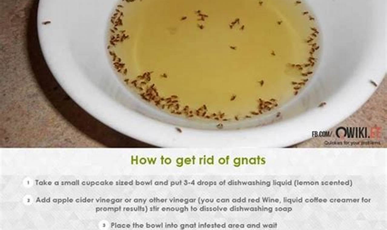 The Ultimate Guide to Eradicating Gnats: Effective Solutions for a Pest-Free Home