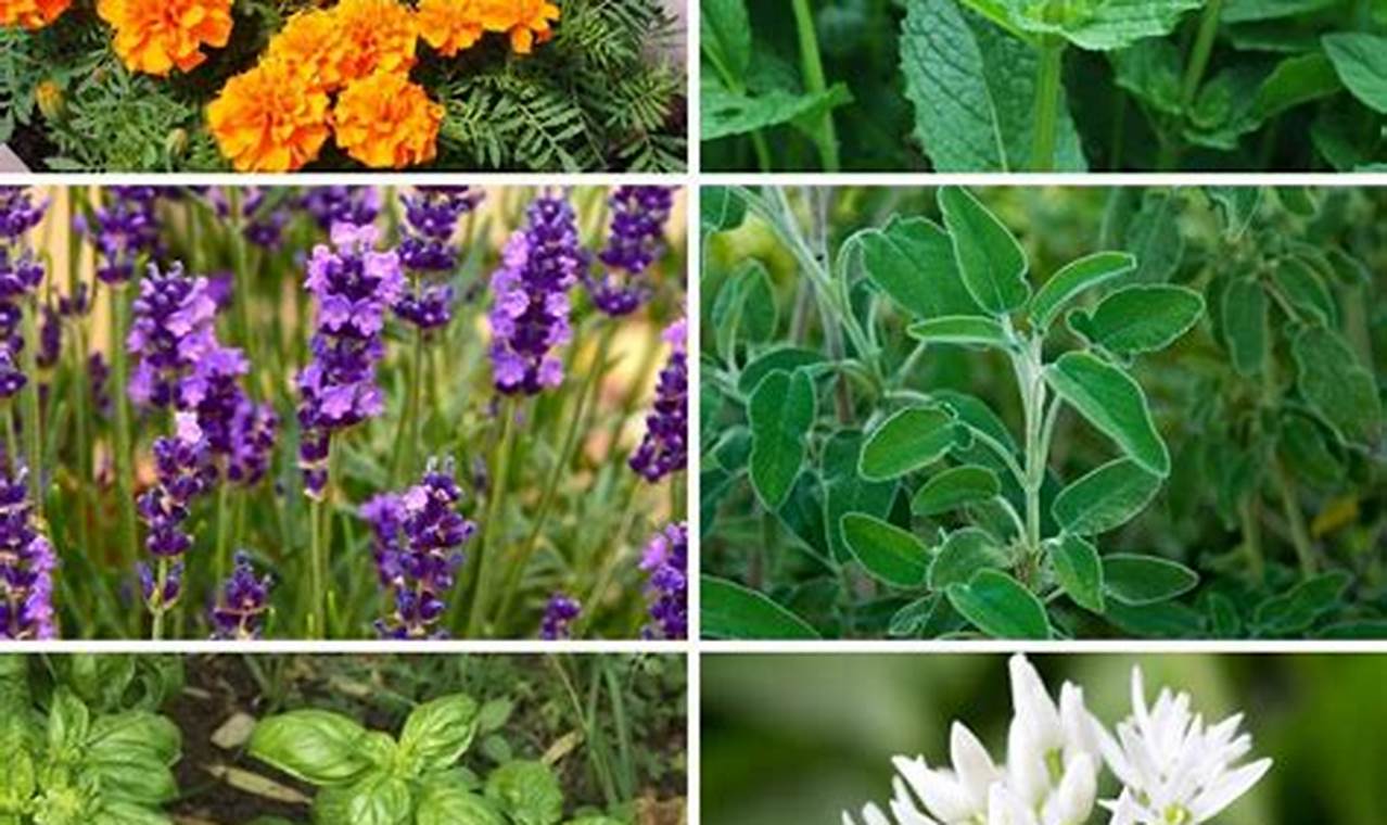 5 Essential Plants to Keep Pesky Mosquitoes Away