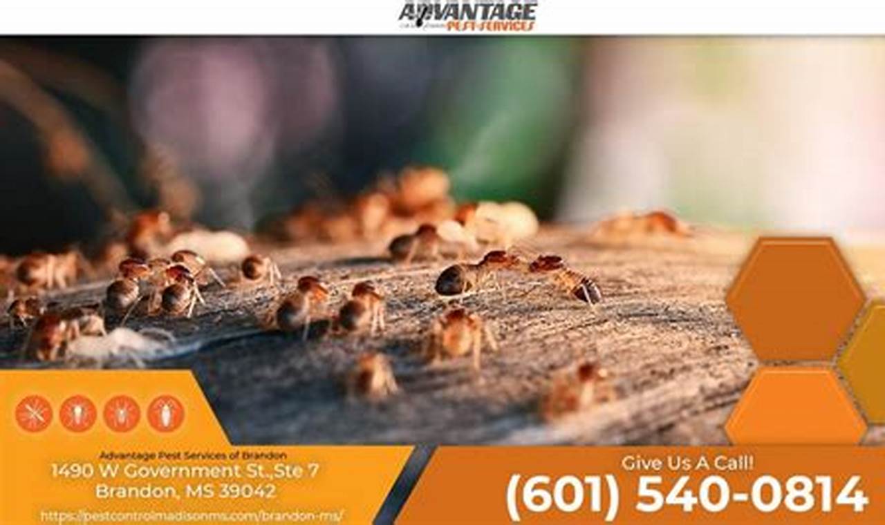 Brandon Termite Control: Eliminate Infestations and Protect Your Home