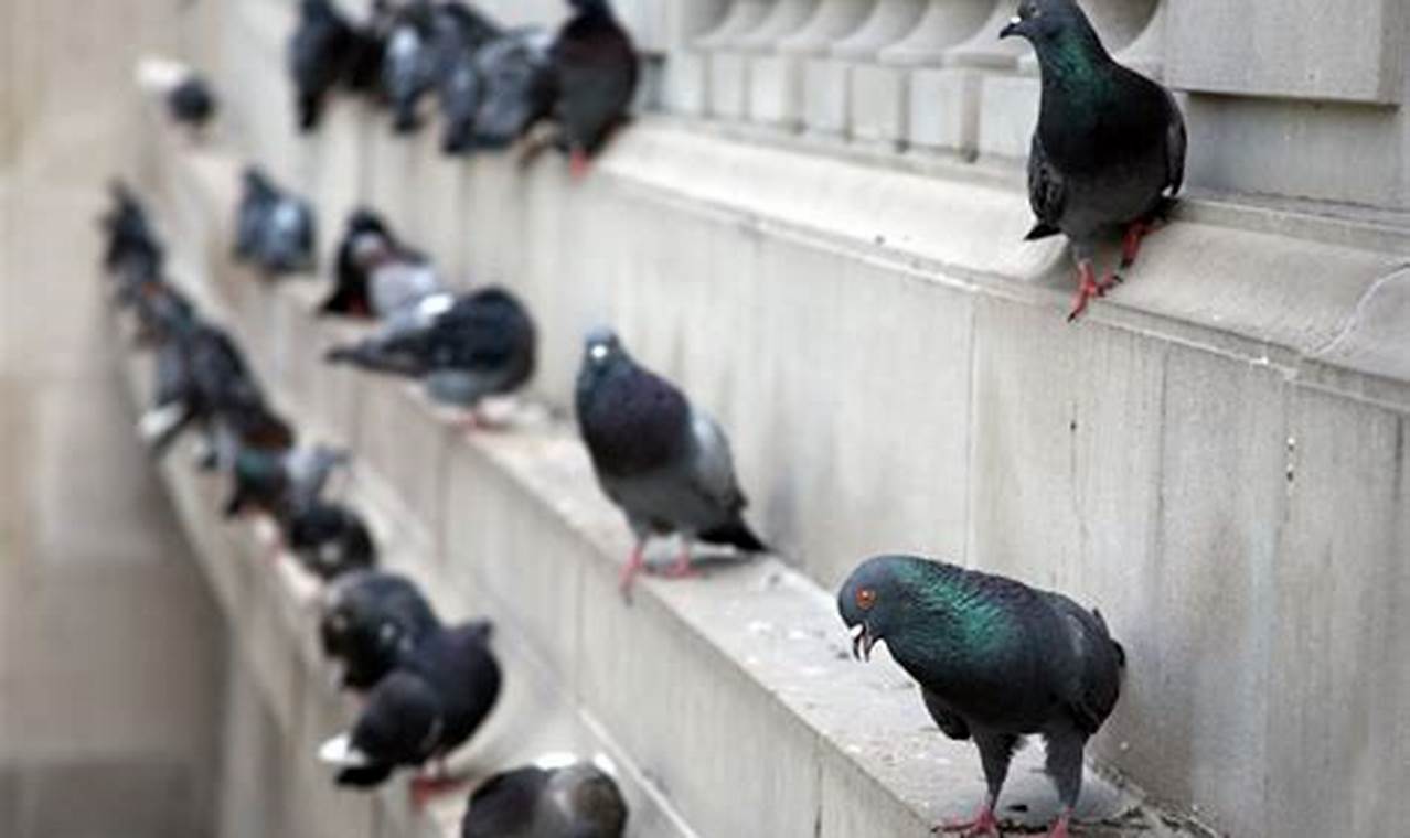 Cost-Effective Pigeon Control Removal: Reclaim Your Property from Pests