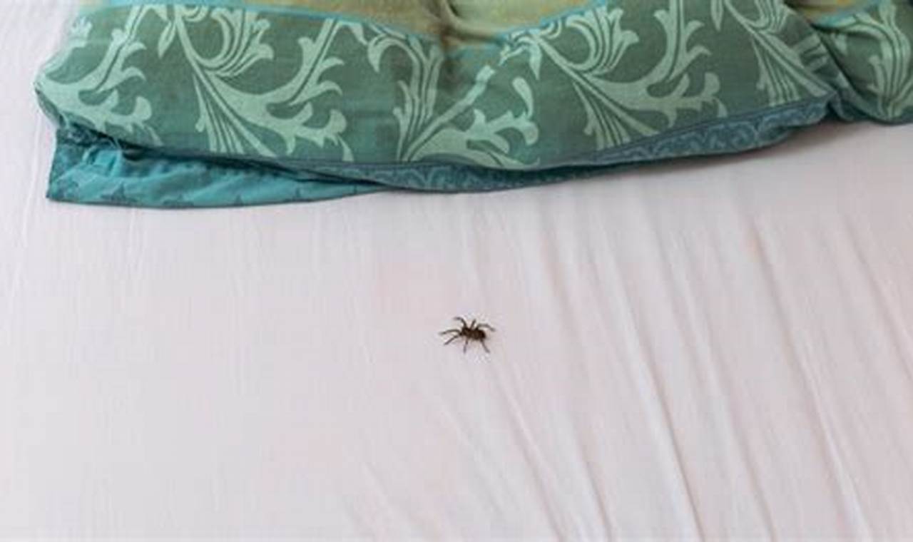 Uncover the Secrets: What to Do When a Spider Invades Your Home