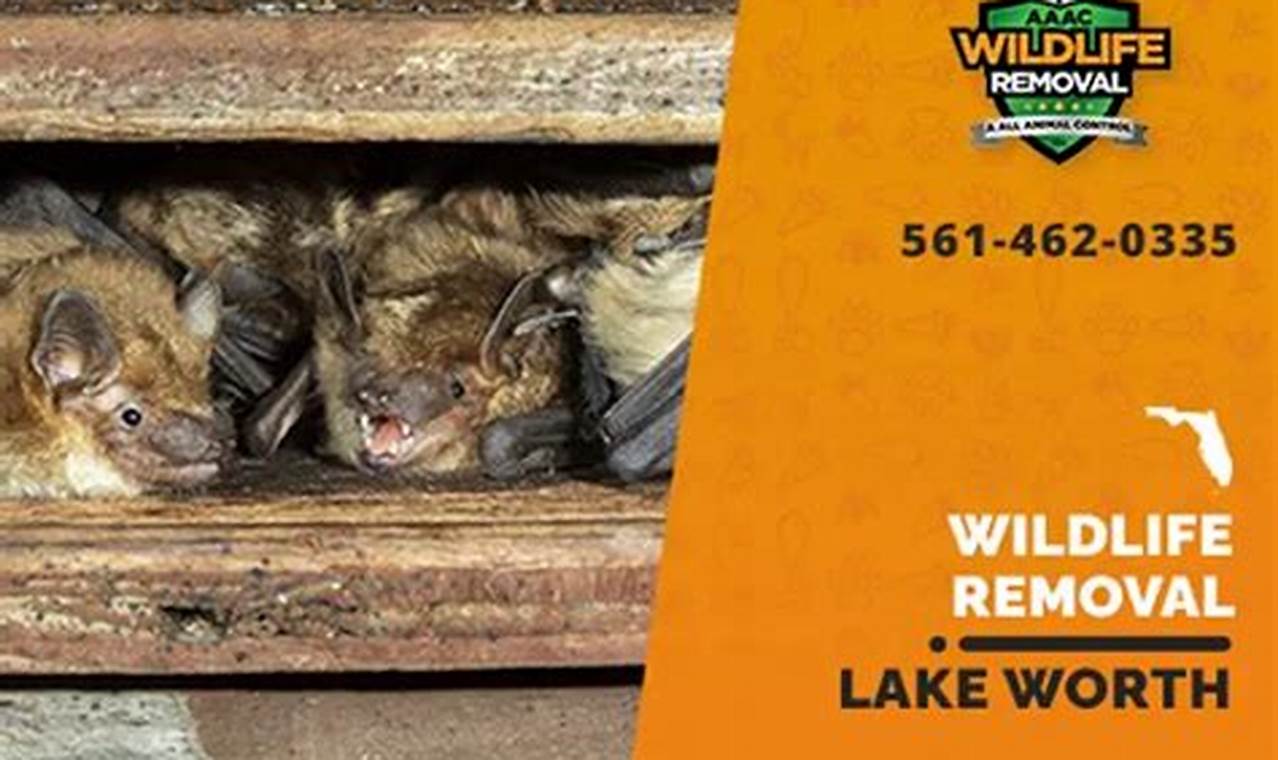 Expert Wildlife Removal Services in Lake Worth | Humane and Effective