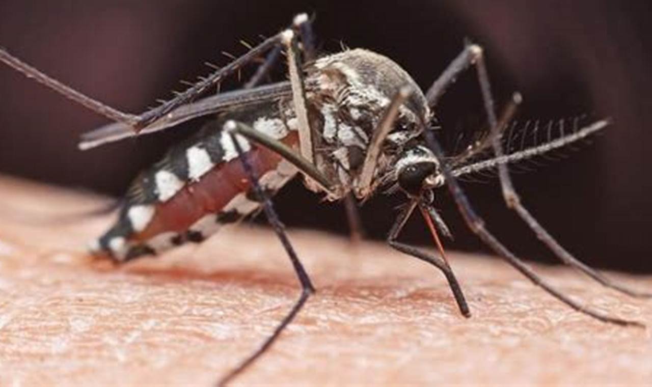 Eliminate Pesky Mosquitoes: Expert Mosquito Control in Palm Springs