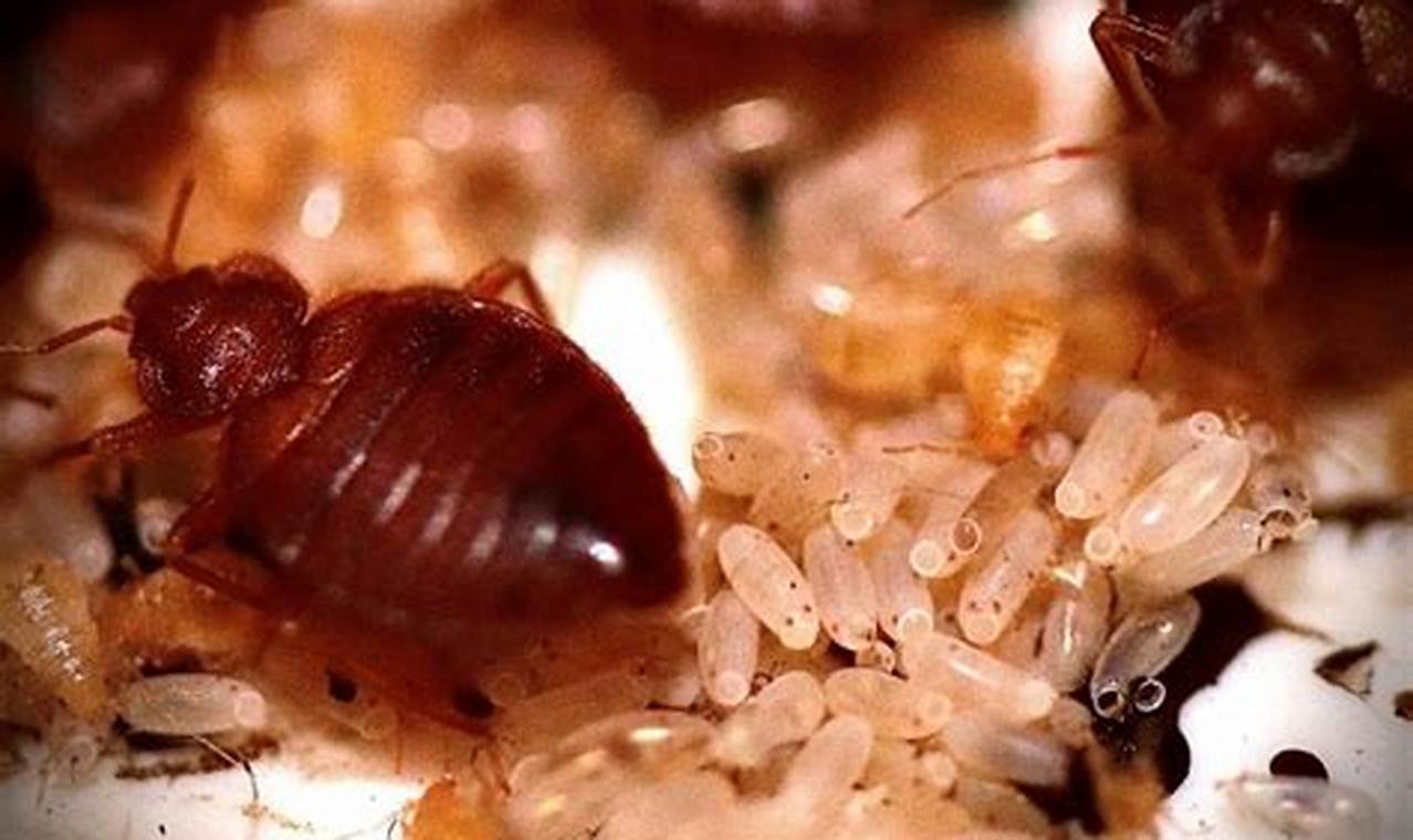 What's luring Bed Bugs Into Your Home: A Guide to Prevention