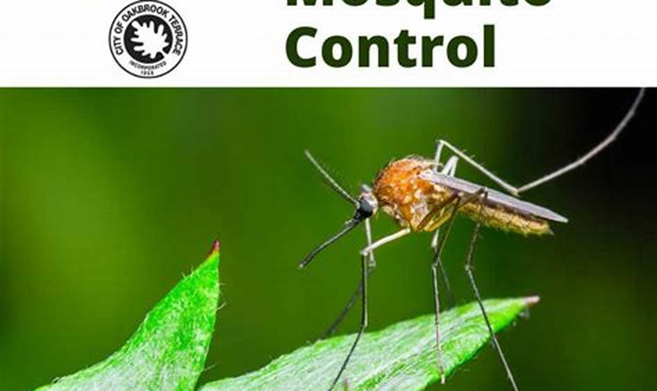 Eliminate Mosquitoes Now! Temple Terrace Mosquito Control