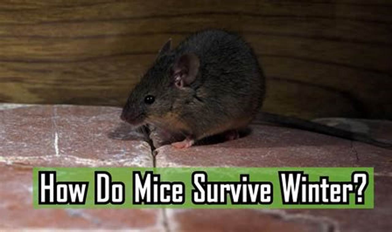 How Mice Endure the Winter: A Survivalist's Guide