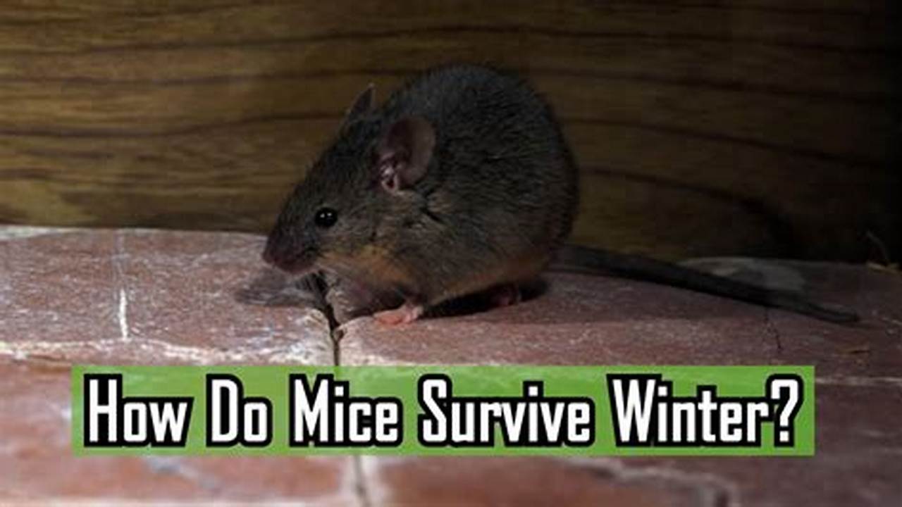 How Mice Endure the Winter: A Survivalist's Guide