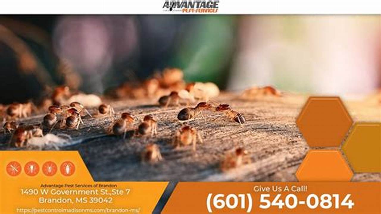 Brandon Termite Control: Eliminate Infestations and Protect Your Home