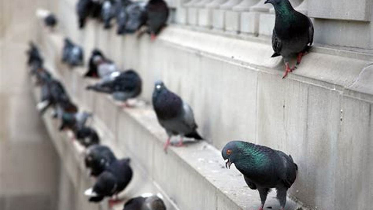 Cost-Effective Pigeon Control Removal: Reclaim Your Property from Pests