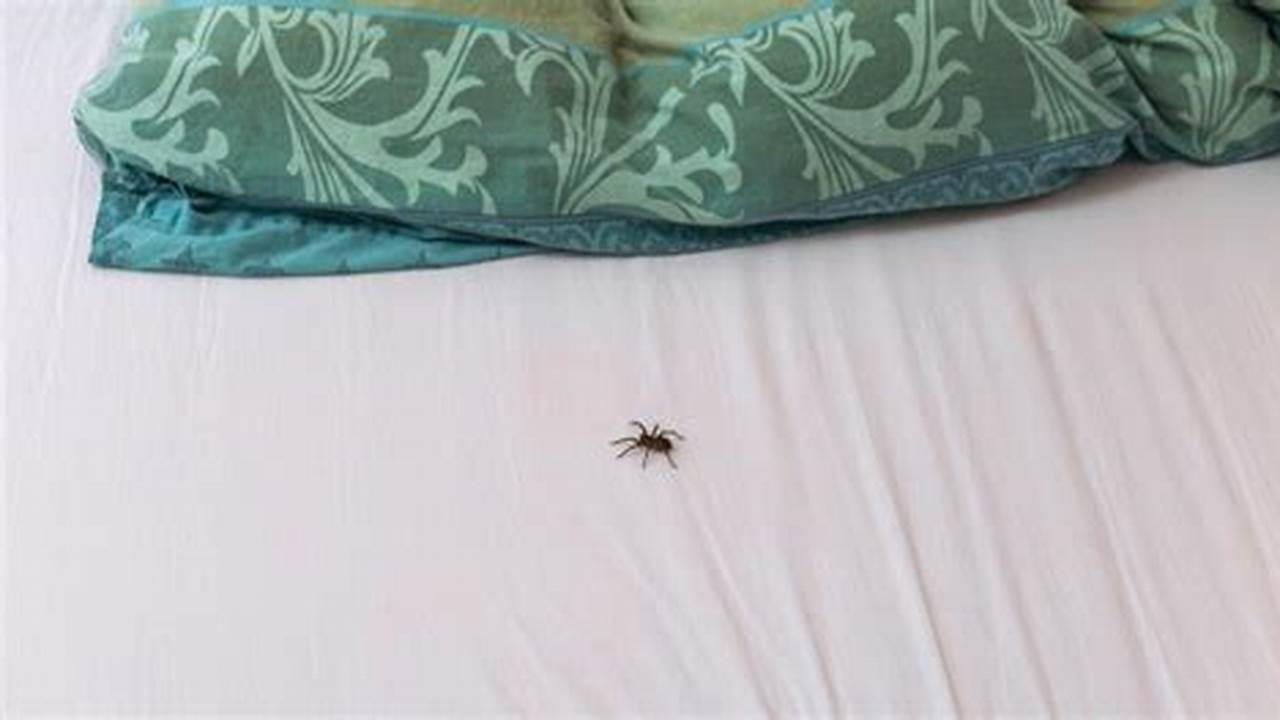 Uncover the Secrets: What to Do When a Spider Invades Your Home