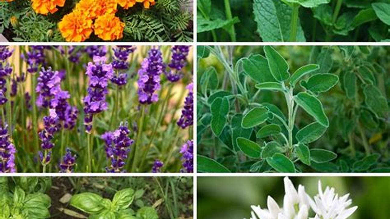 5 Essential Plants to Keep Pesky Mosquitoes Away