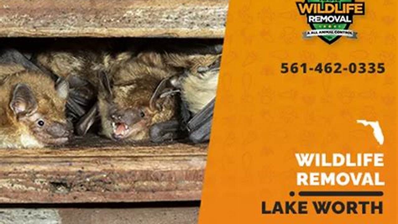 Expert Wildlife Removal Services in Lake Worth | Humane and Effective