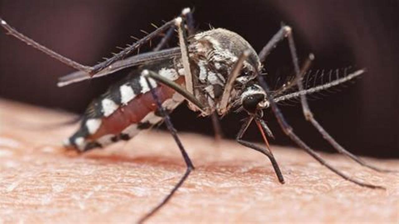 Eliminate Pesky Mosquitoes: Expert Mosquito Control in Palm Springs