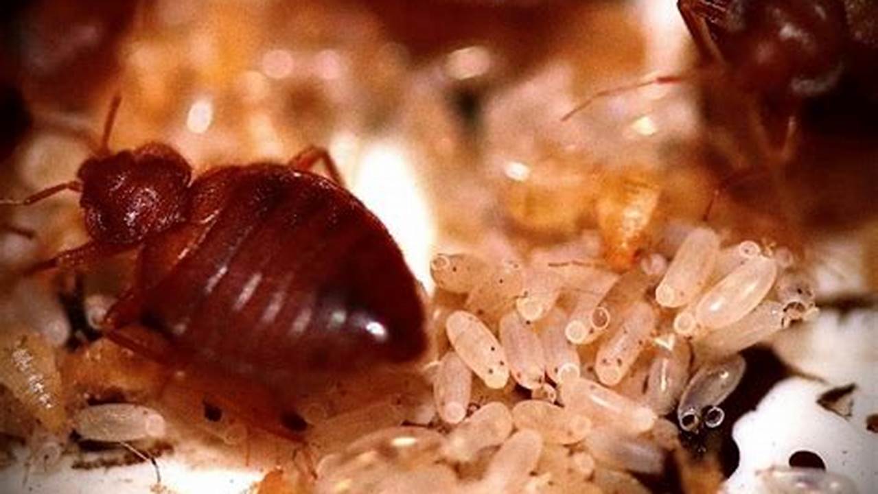 What's luring Bed Bugs Into Your Home: A Guide to Prevention