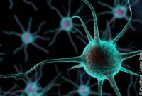 Powering brain health How autophagy protects neurons