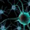 Powering brain health How autophagy protects neurons