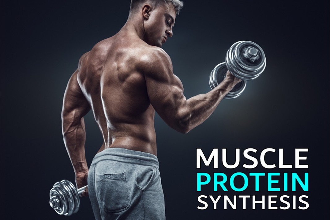 Protein amino role building acid muscle