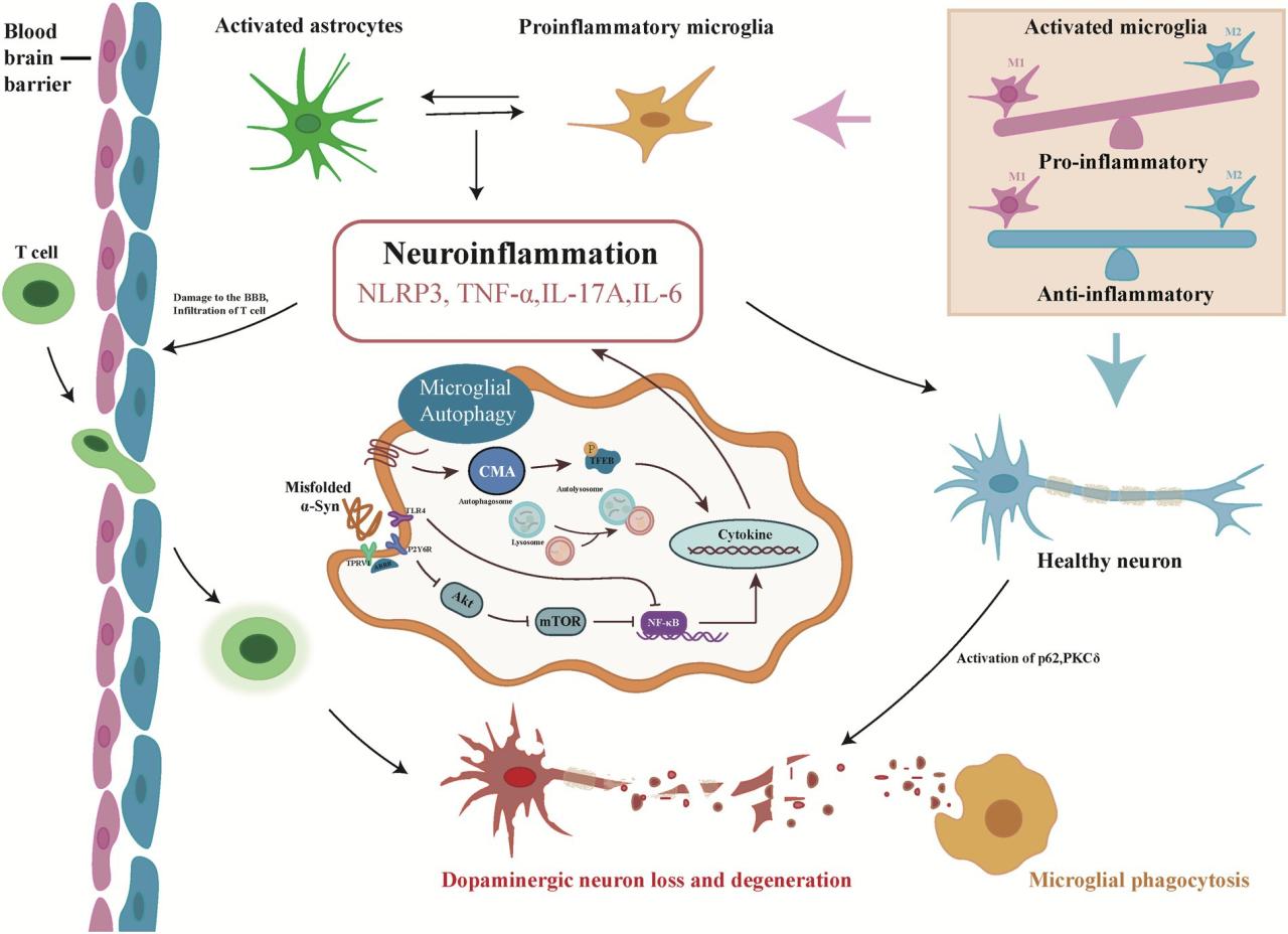 Powering brain health: How autophagy protects neurons by