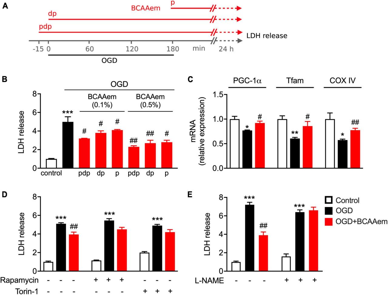 Powering brain health: How autophagy protects neurons by